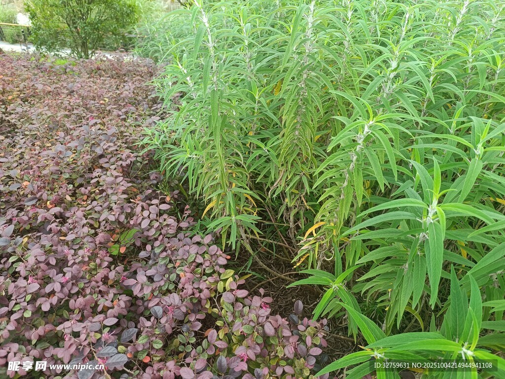 多彩植物景观