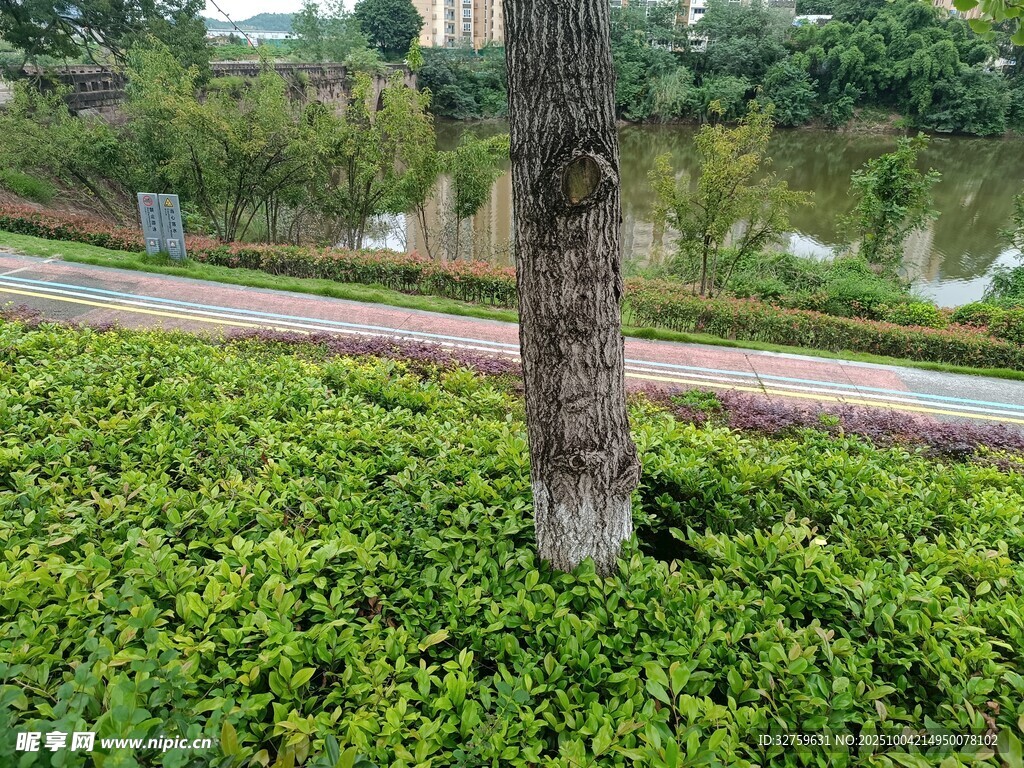 树下葱郁绿植景观