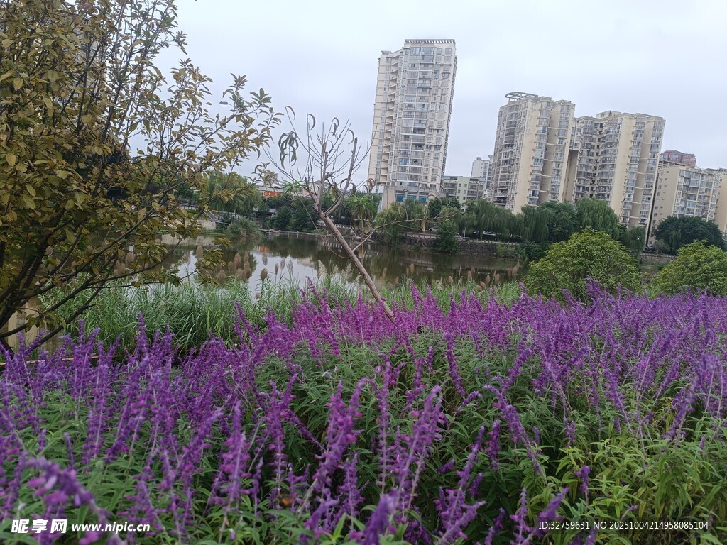 城市边的紫色浪漫花田
