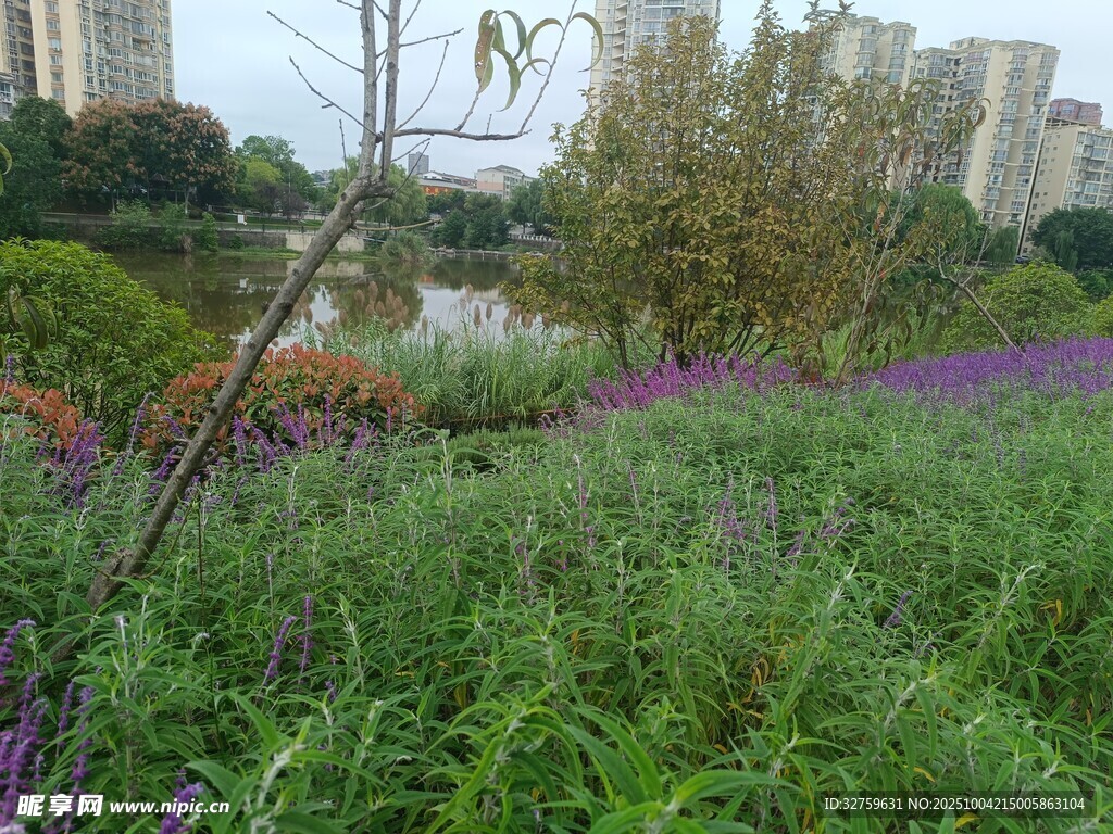 城市中的自然景观与花卉