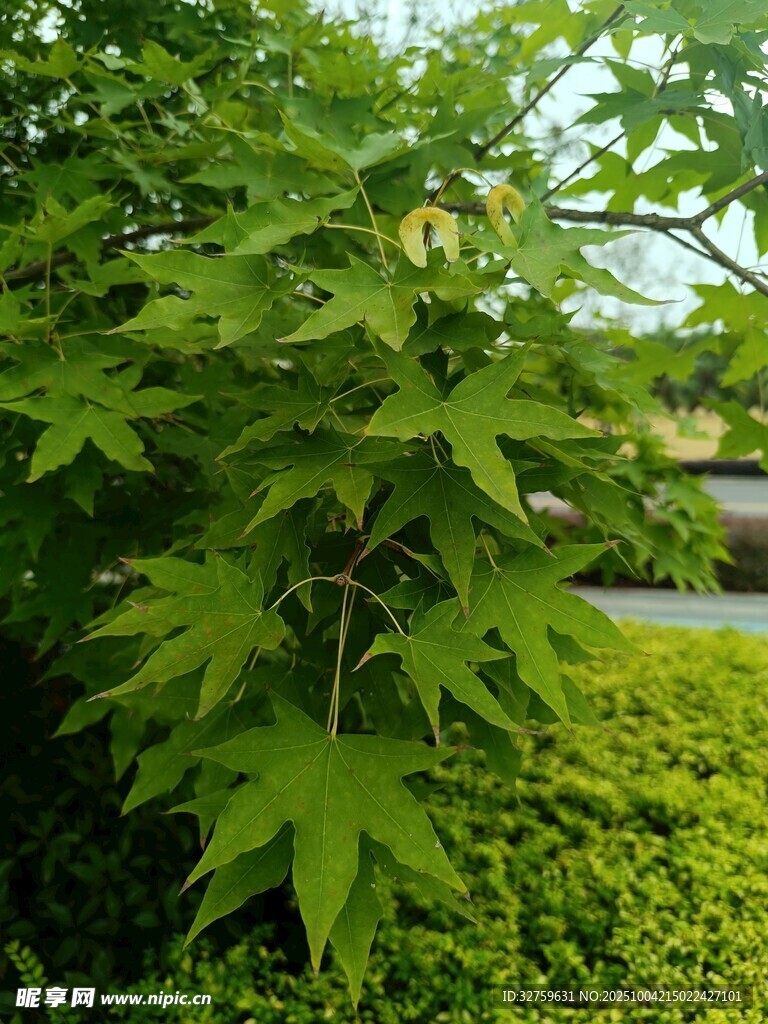 翠绿枫树与周边绿植景观