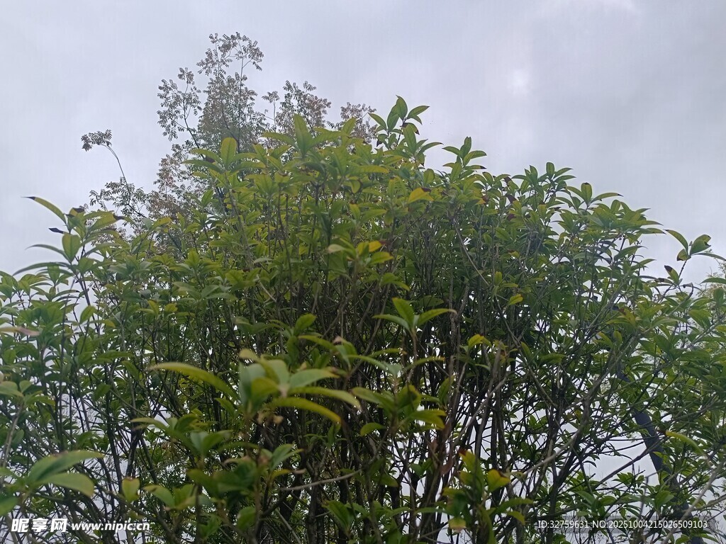 雨中葱郁树木景观