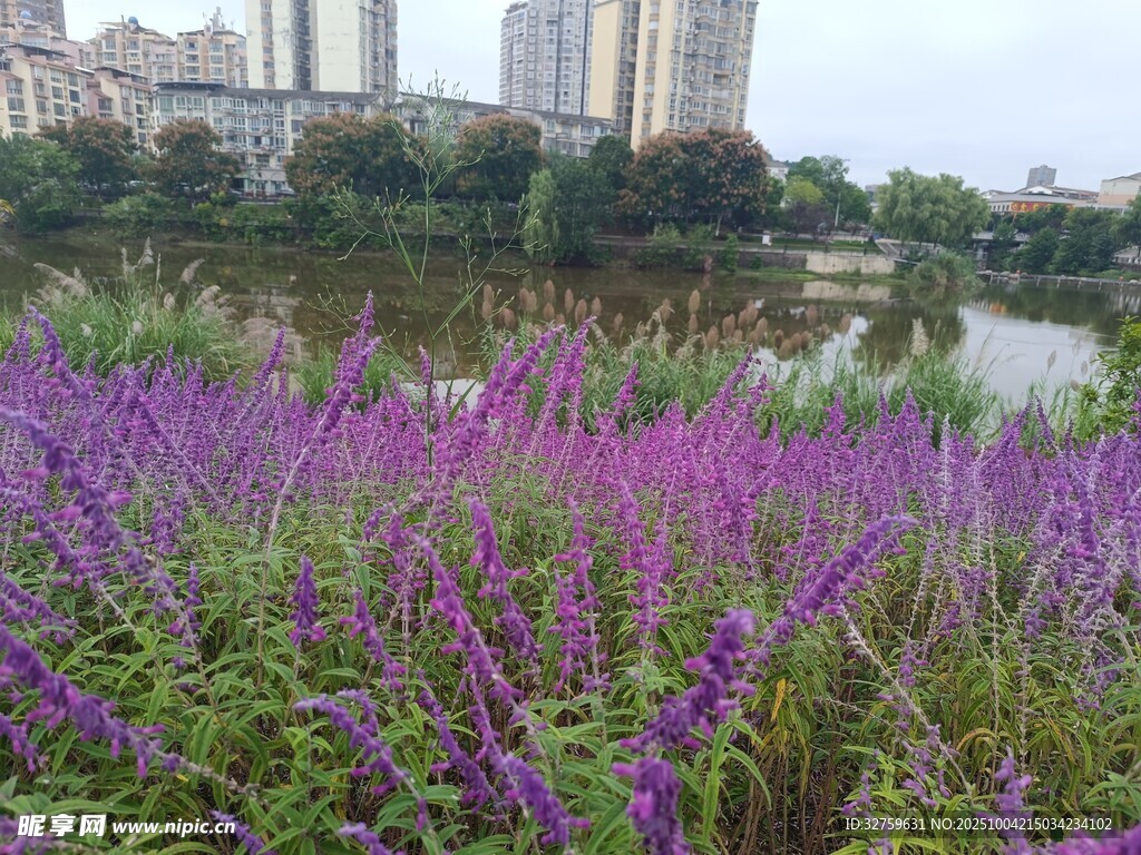 湖畔紫色花丛美景
