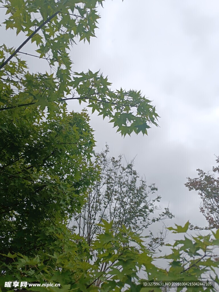 枝叶繁茂的绿树景观