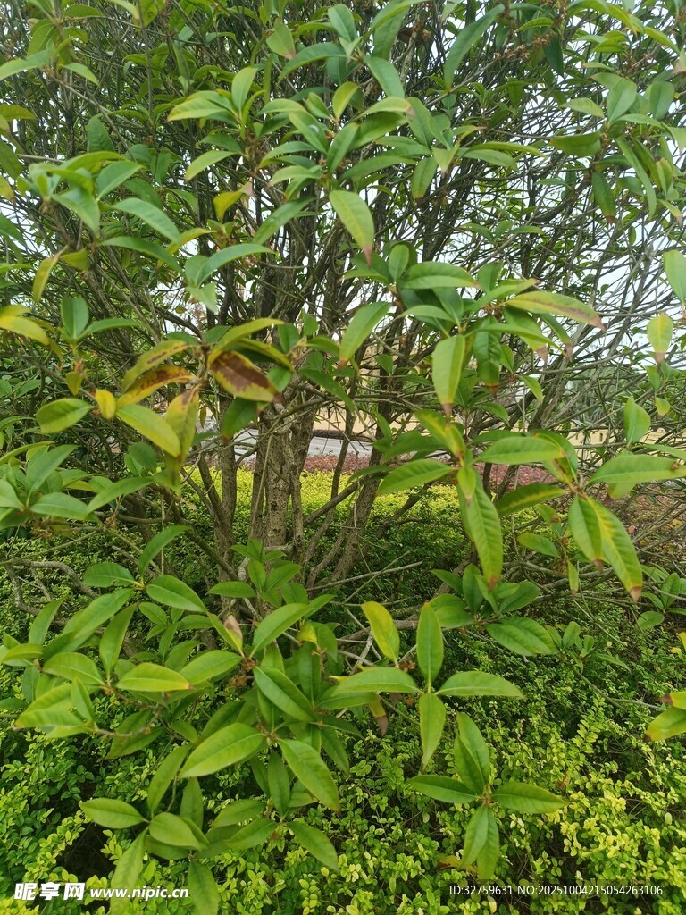 繁茂绿植景观