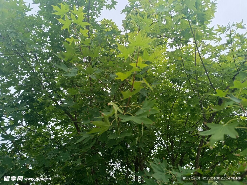 茂密绿意盎然的树木景观