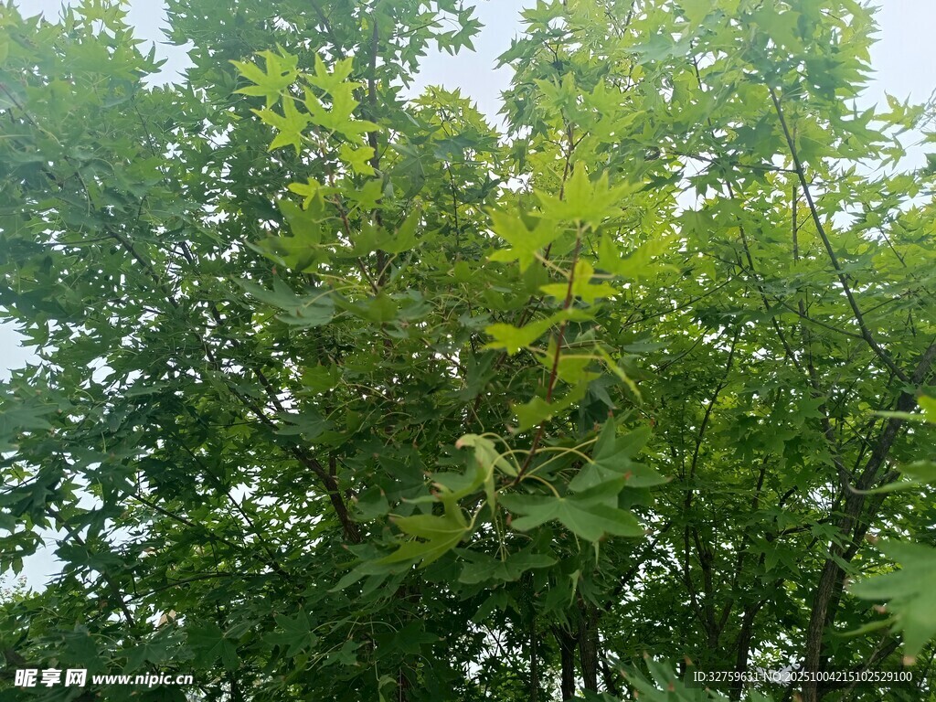 茂密绿树展现自然生机