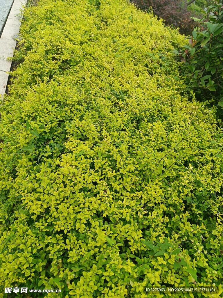 翠绿繁茂的丛生植物