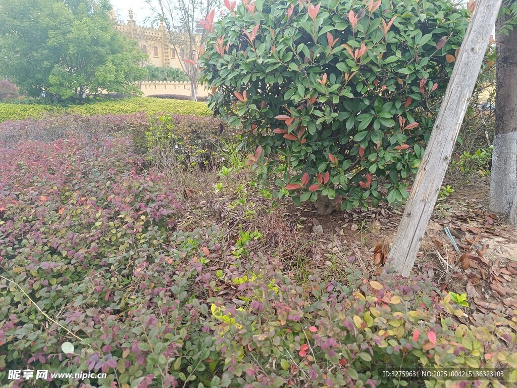 秋日园林植物景观