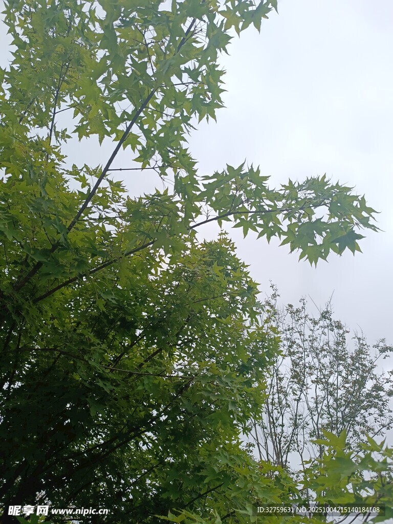 绿叶繁茂的树梢