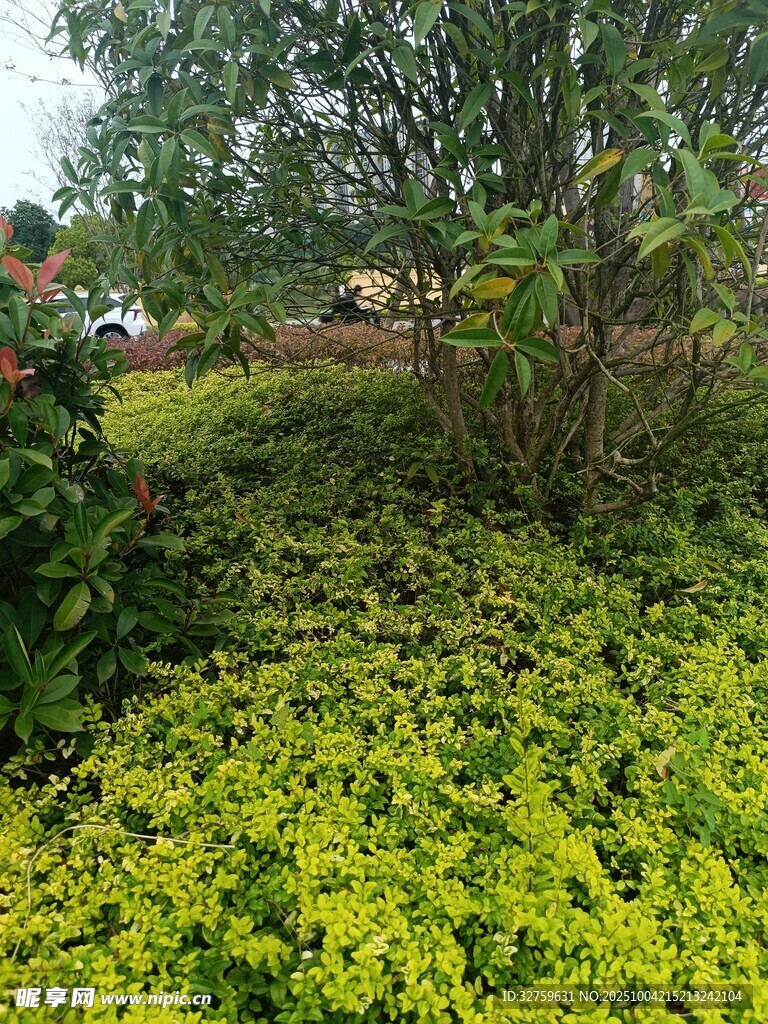翠绿繁茂的地面绿植景观