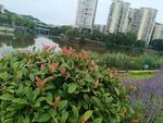 城市中多彩的绿植景观