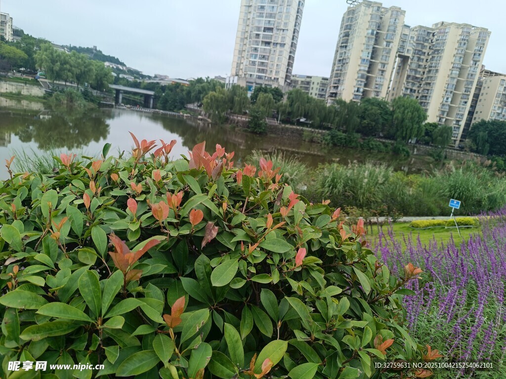 城市中多彩的绿植景观
