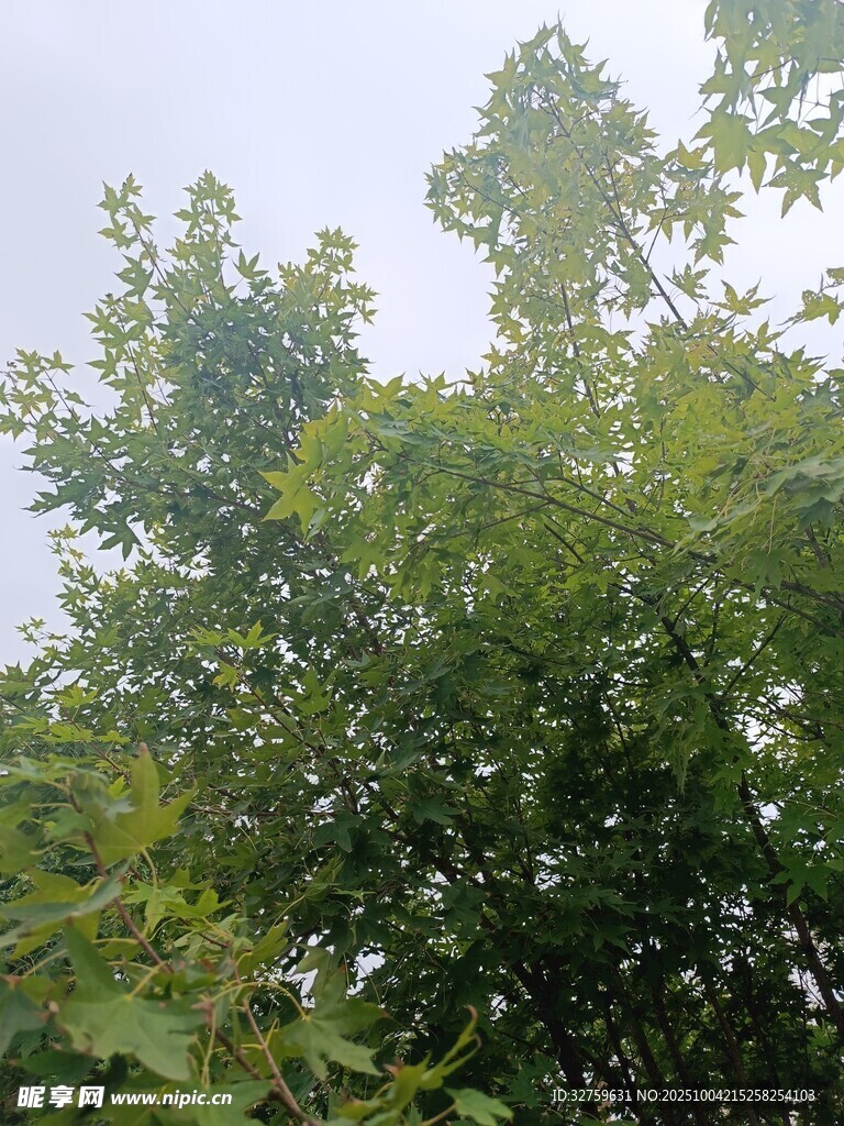繁茂绿树 