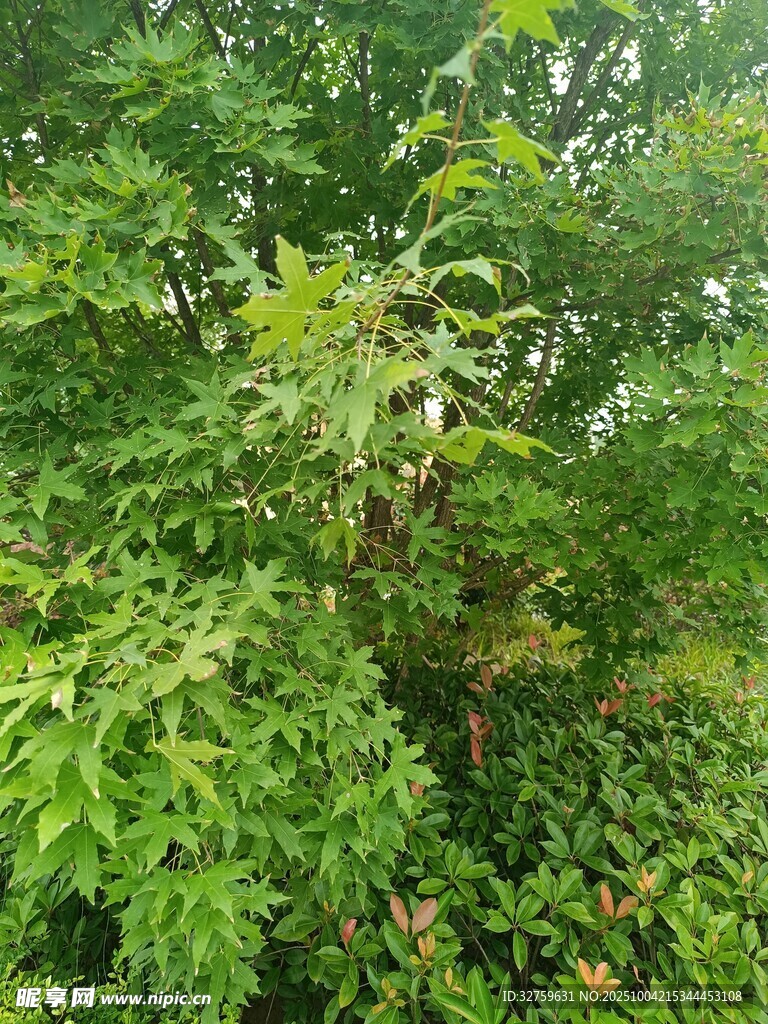 茂密绿植景观