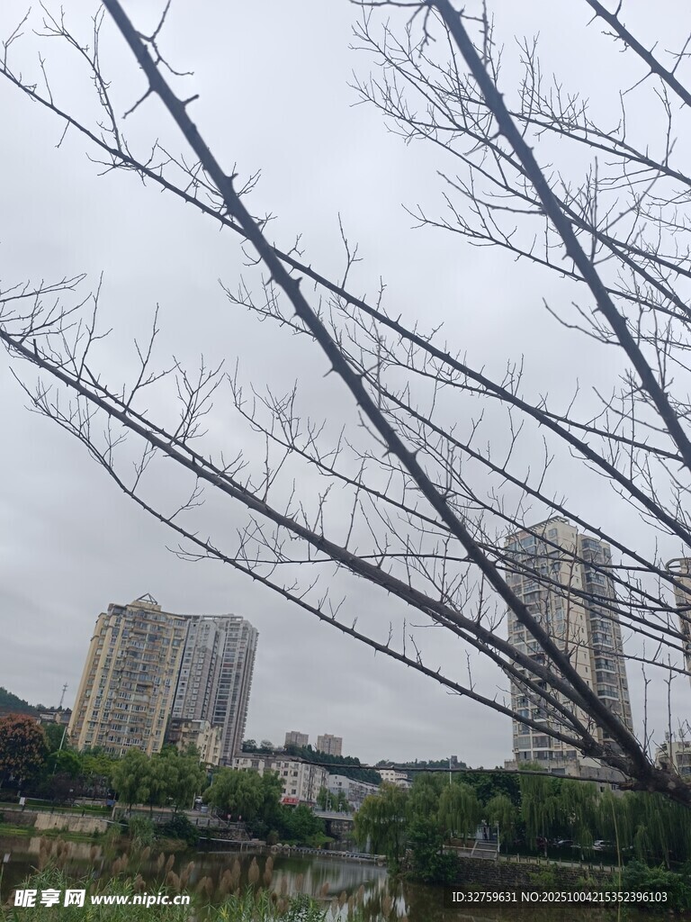 阴天枯树旁的城市建筑