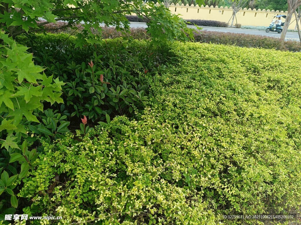 绿意盎然的灌木丛景观