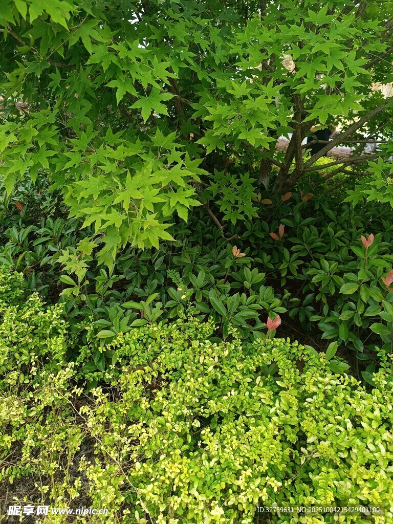 绿意盎然的繁茂植物景观
