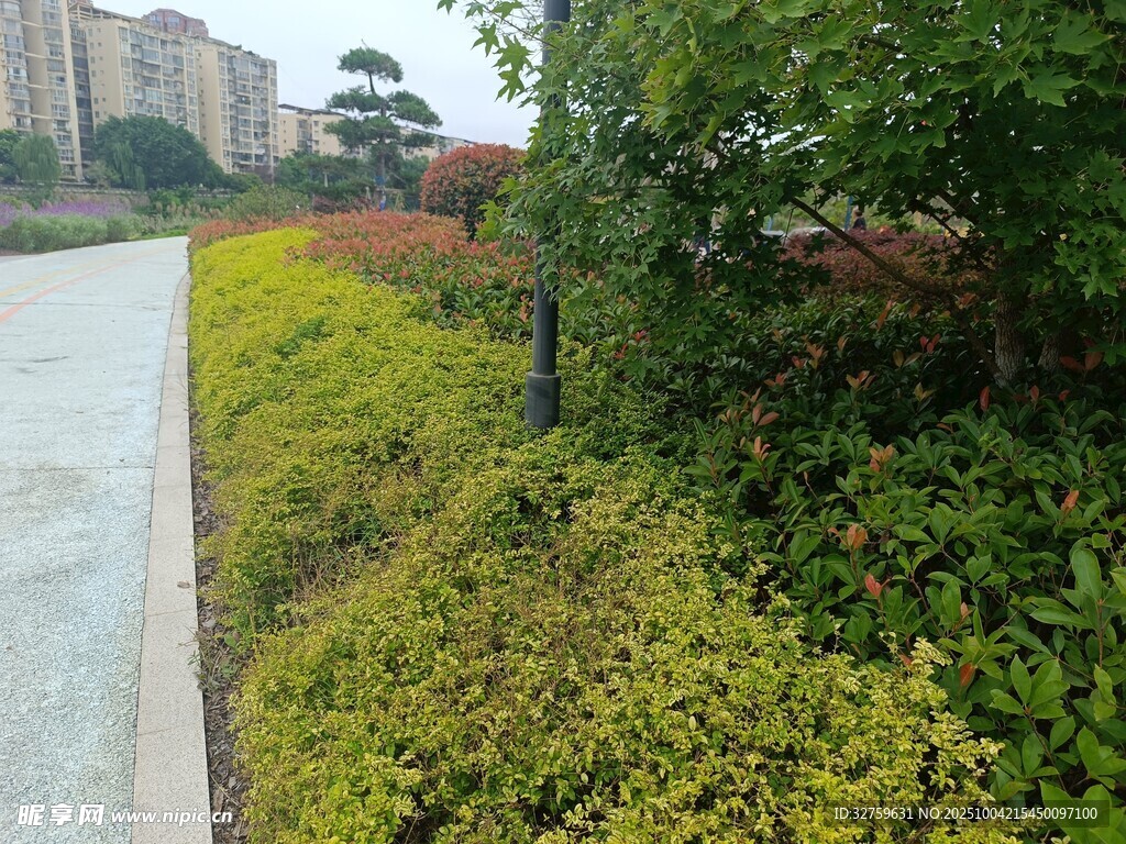 城市路边多彩绿植景观