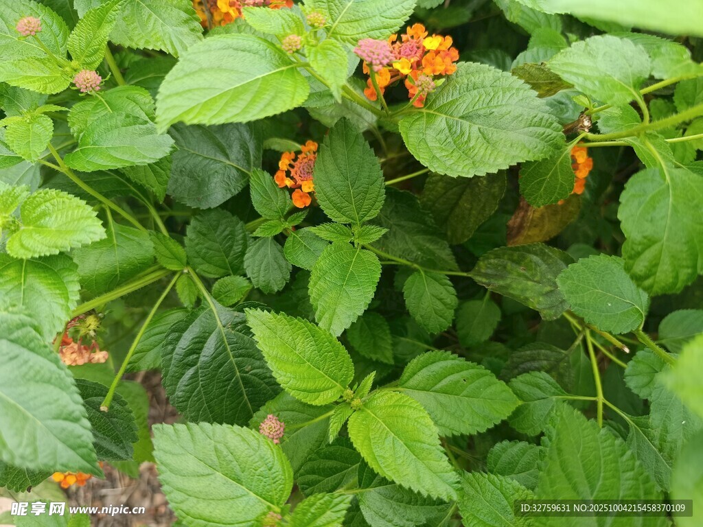 绿叶间的橙色小花