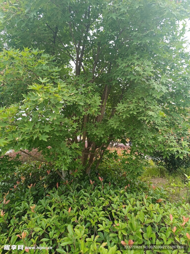 茂密绿植中的葱郁树木