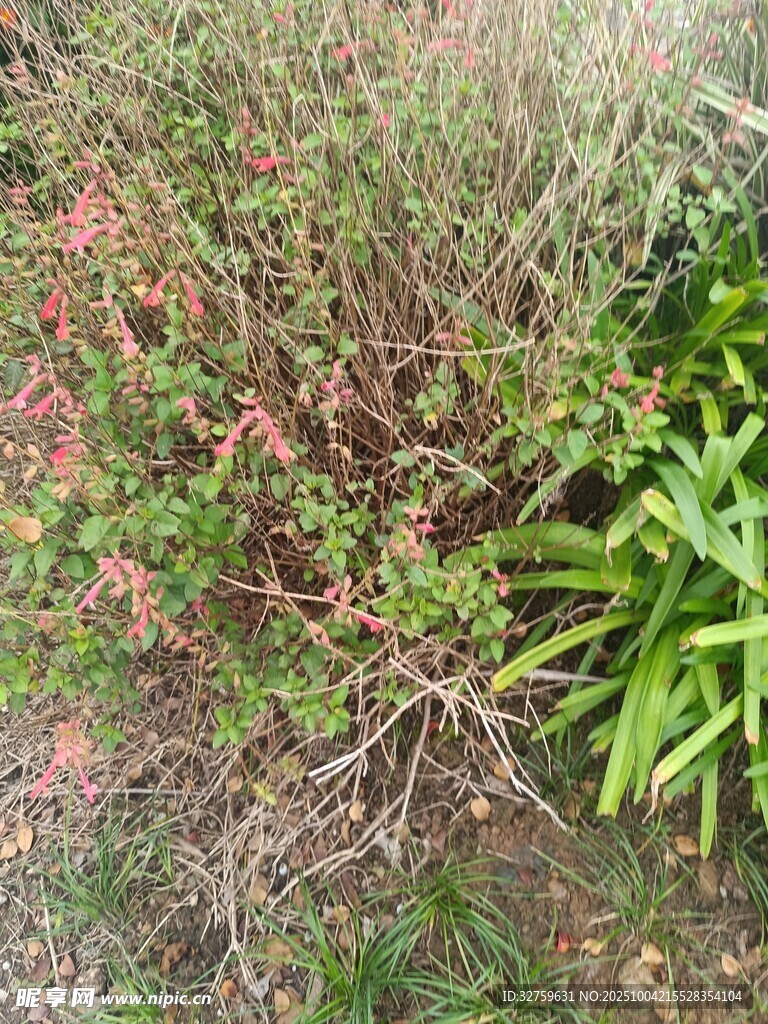 多彩植物景观