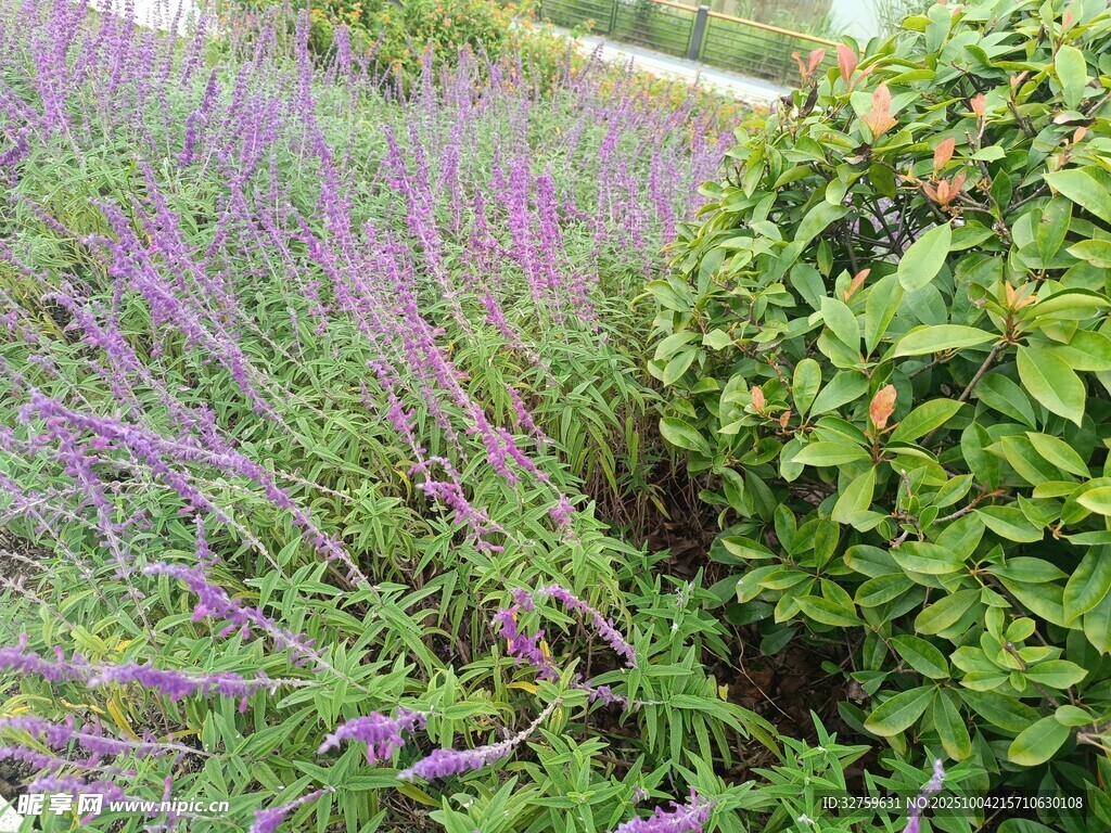 紫色薰衣草与绿植景观