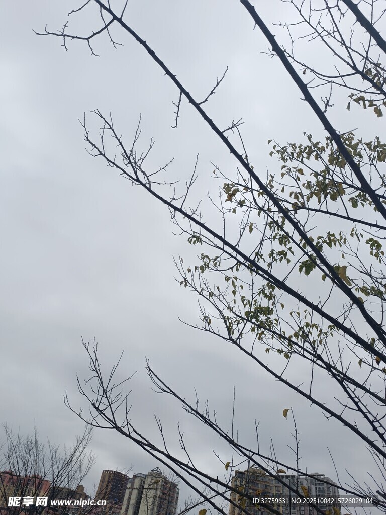 冬日枯树枝与远处建筑
