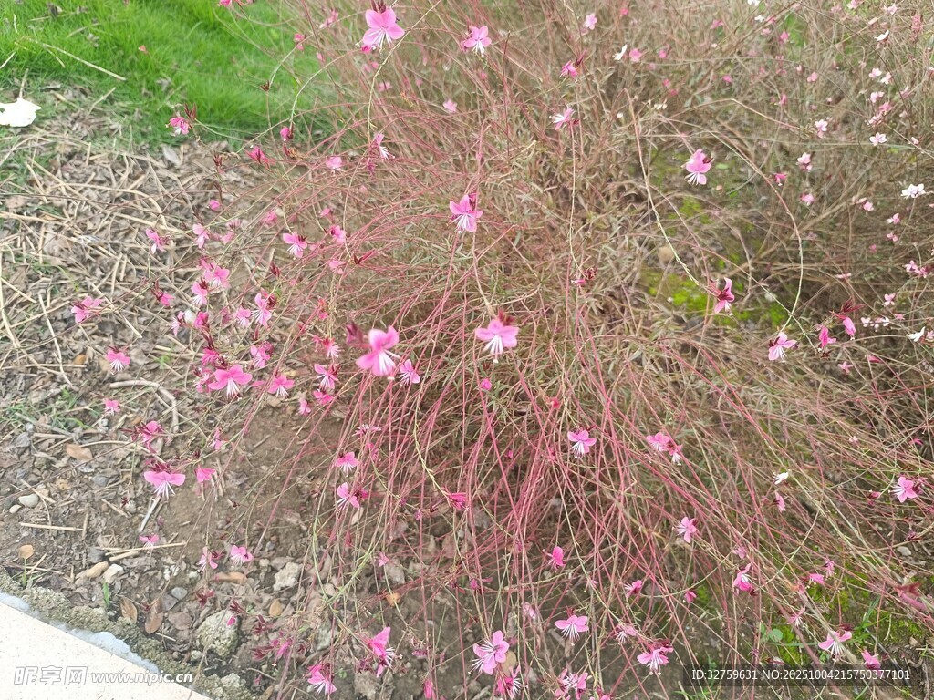 粉色小花绽放于绿植间