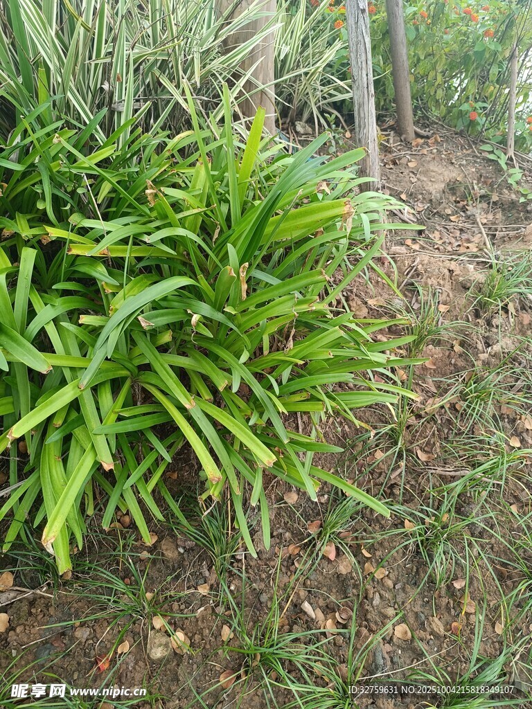 绿叶植物特写