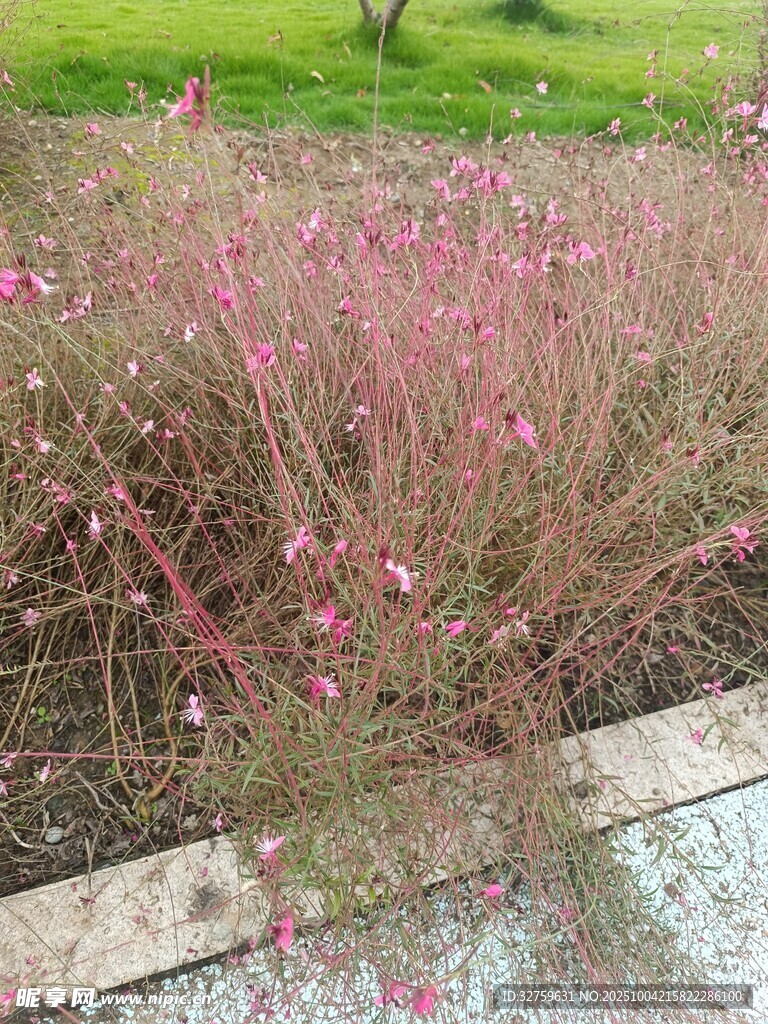 粉色花丛装点户外景致