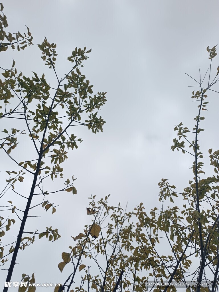 仰视蓝天绿树