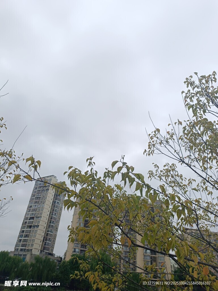 城市间的绿树与高楼景观