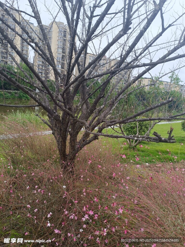冬日枯树下的粉色小花