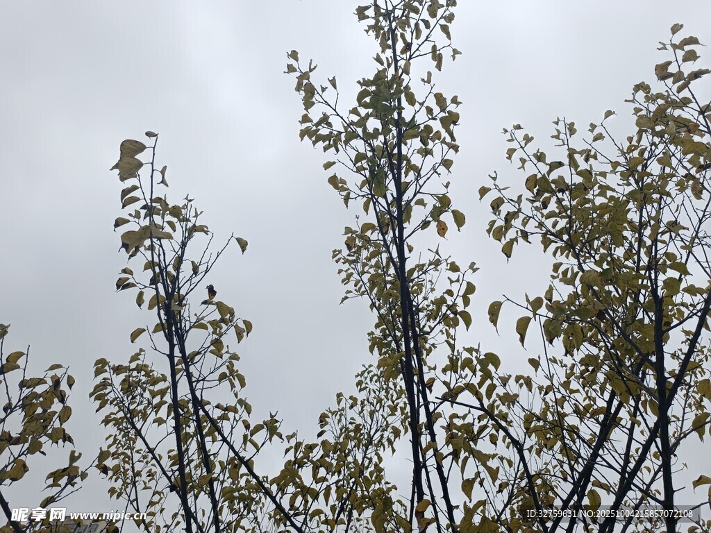 秋日树梢 