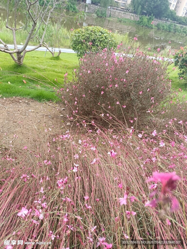 浪漫粉黛乱子草花园景色