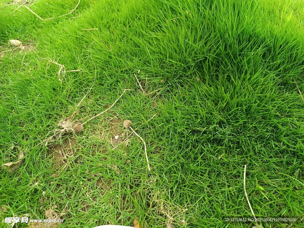 翠绿草地 
