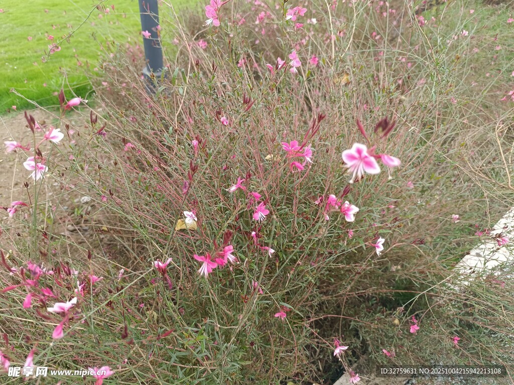 粉色繁花绽放的灌木