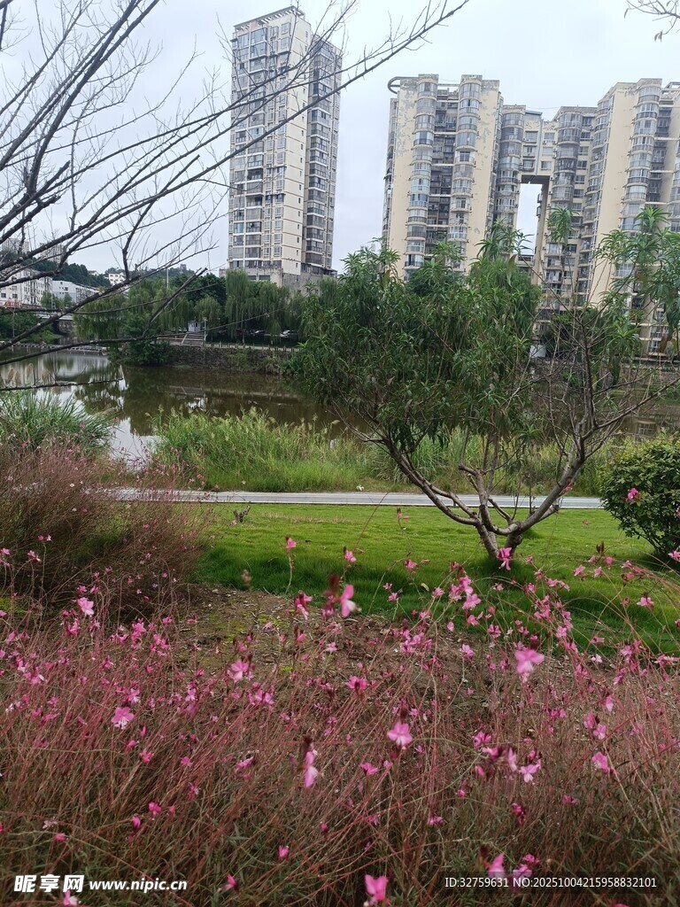 城市公园中的烂漫花丛