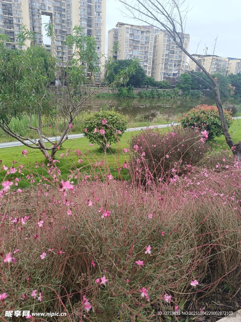 城市花园中的烂漫花卉景观