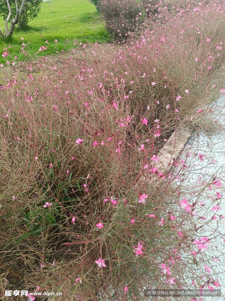 粉色花卉装点的路旁美景