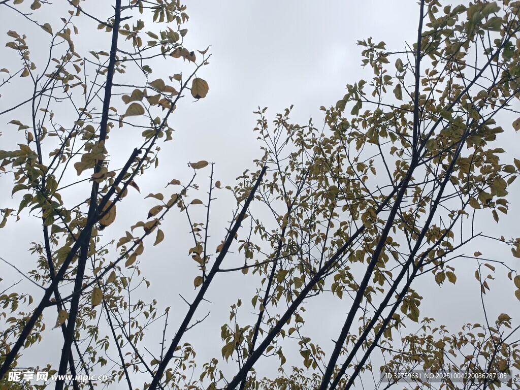 树枝上的新叶