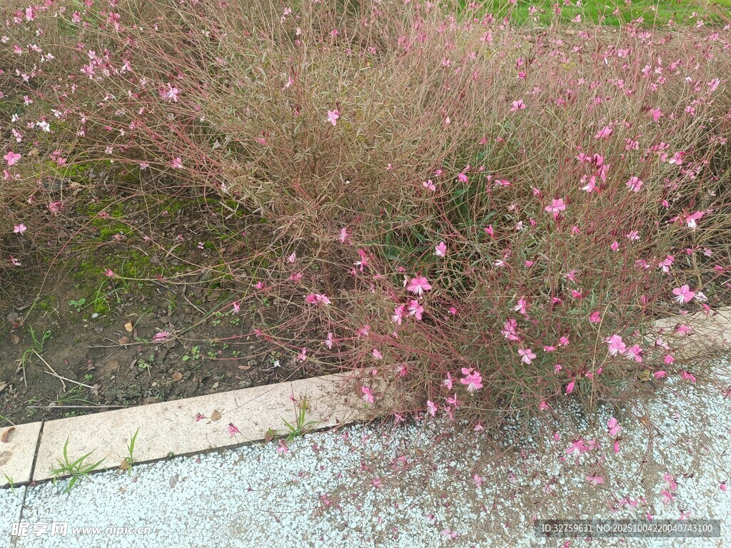 粉色花丛近景