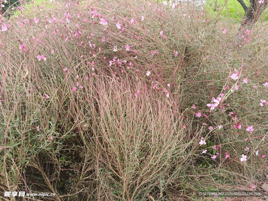 粉色花丛