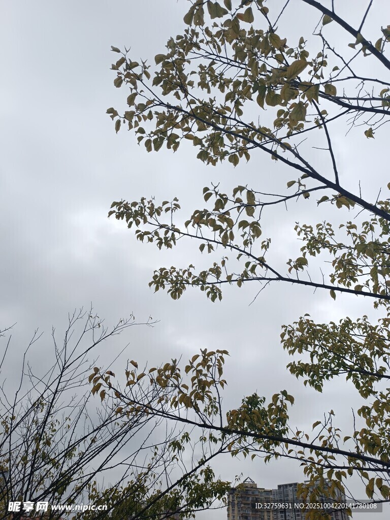 秋日树梢 