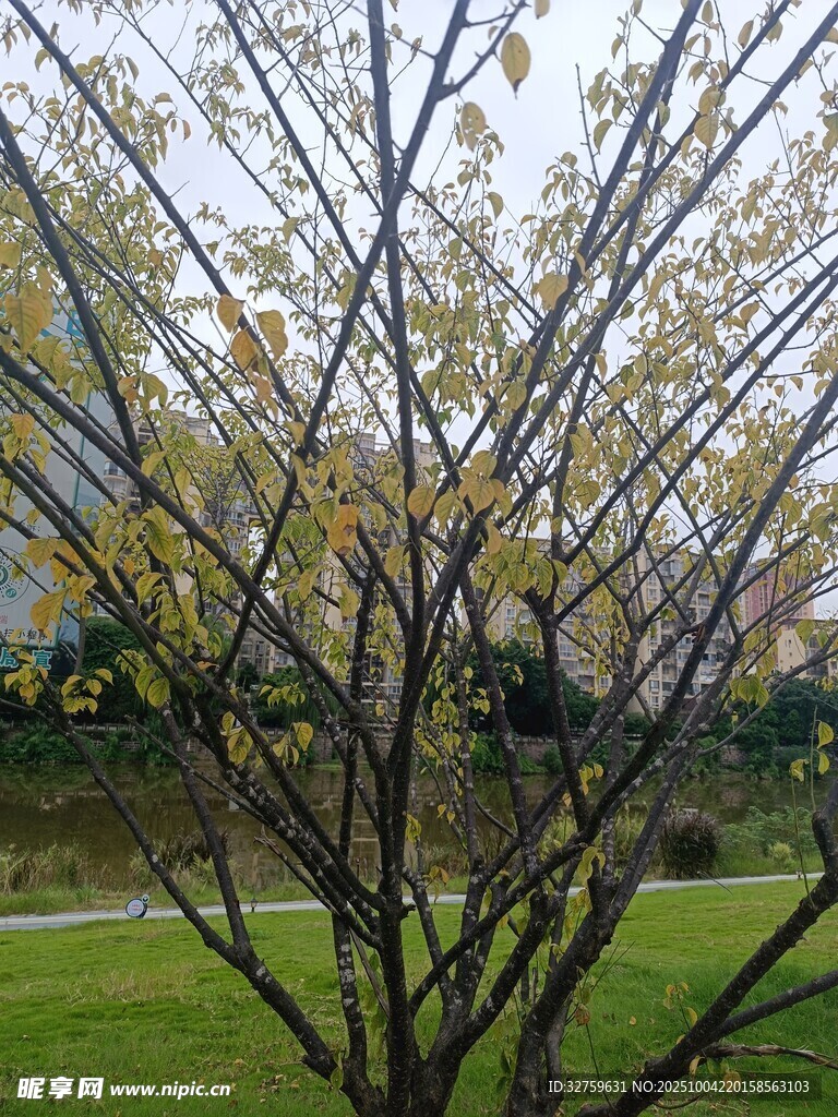 春日树枝与背后的建筑景观