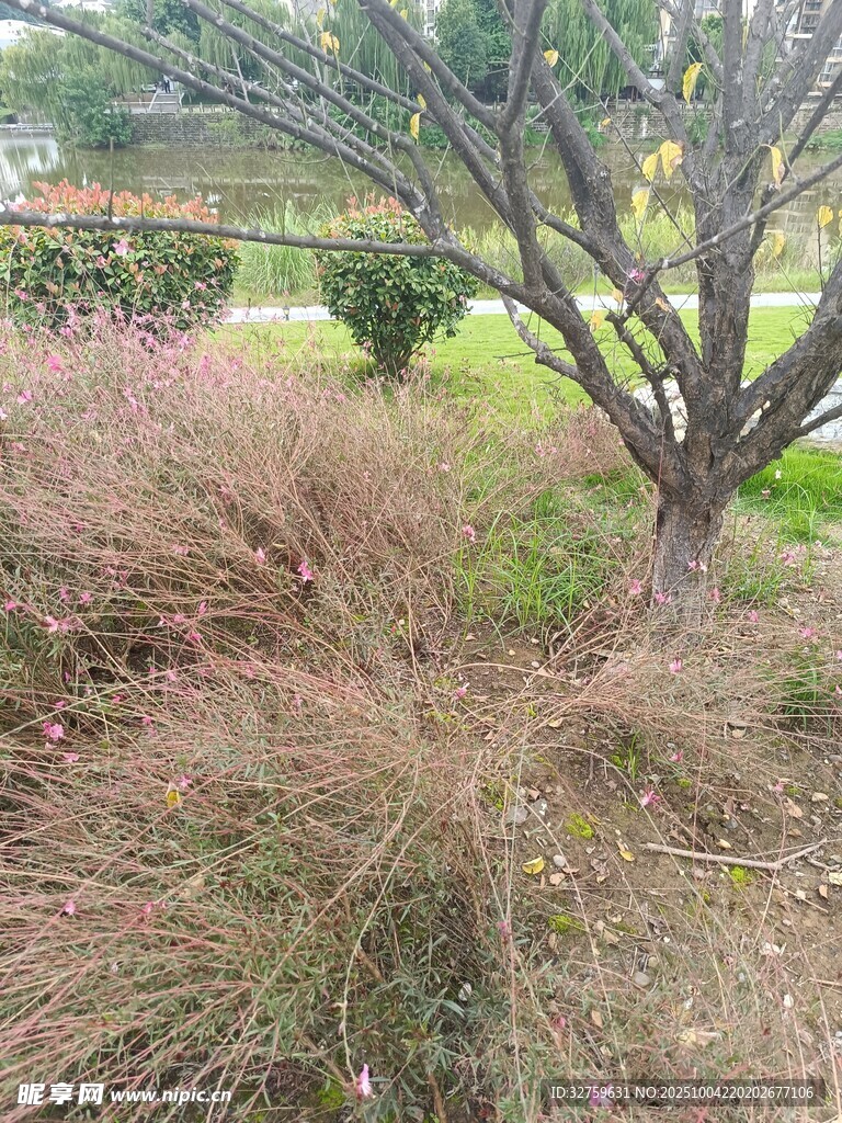 秋日园林植物景观