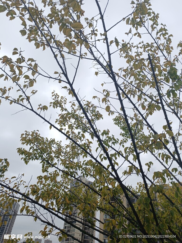 枝头绿叶映灰白天空
