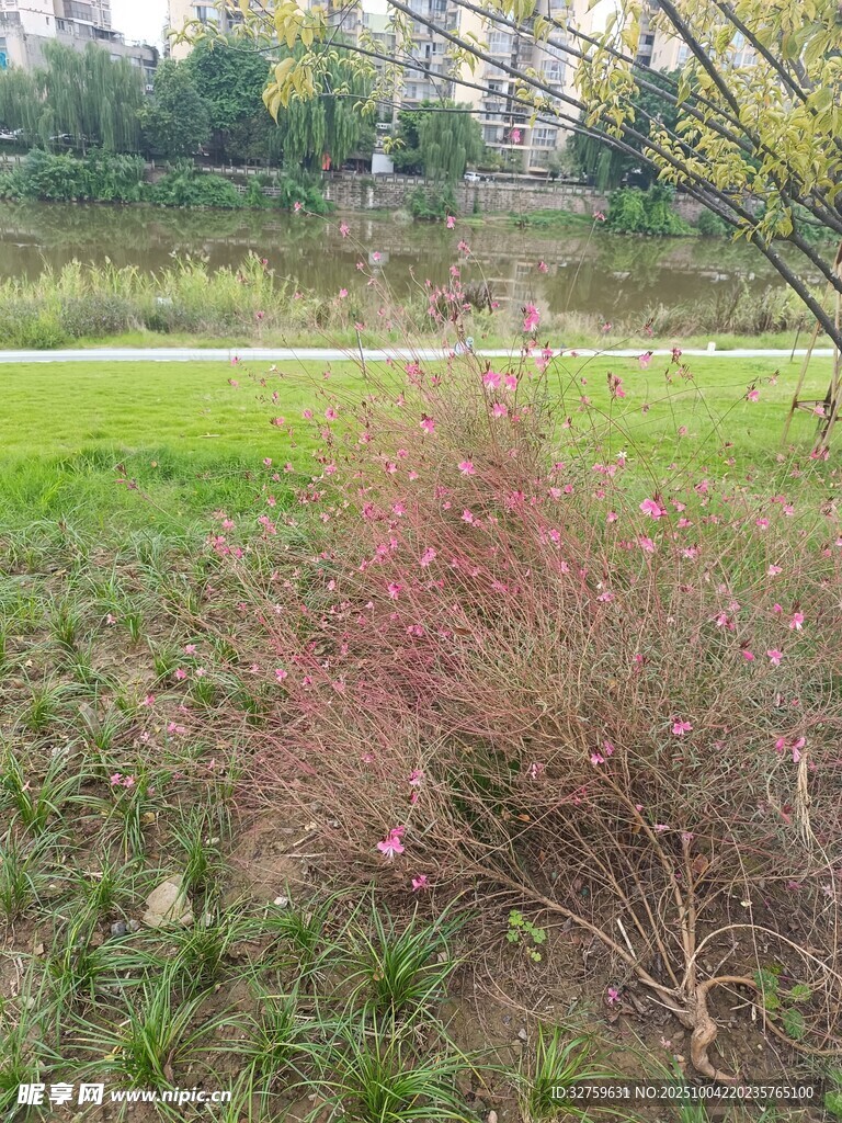 野外的红棕色草丛景观