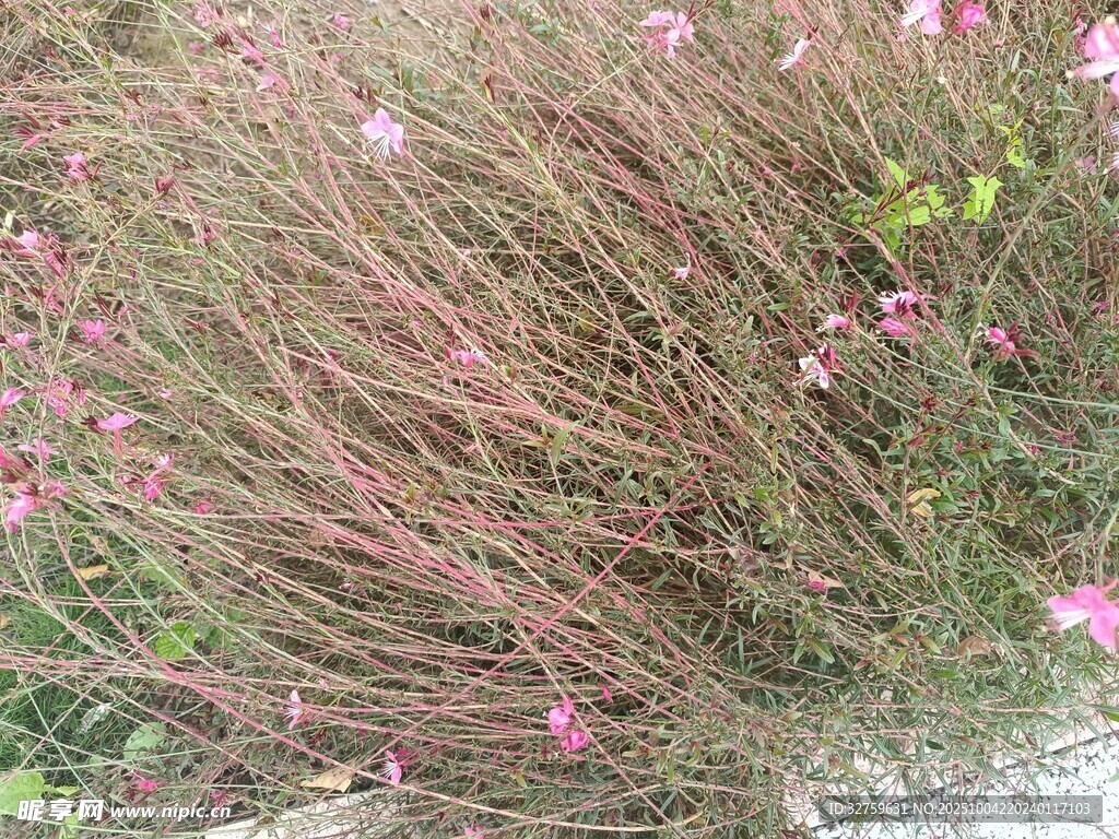 粉色小花丛